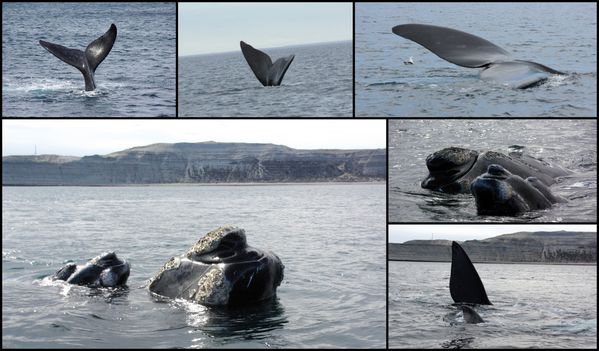 mntage baleines