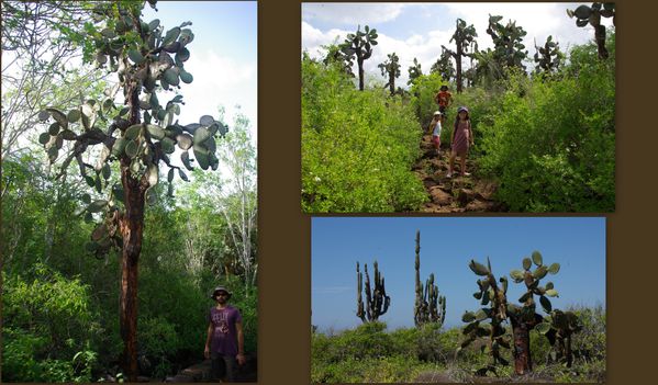 galapagos cactus