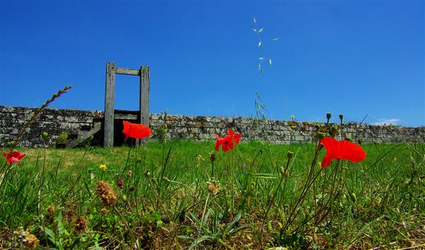 Gentils coquelicots