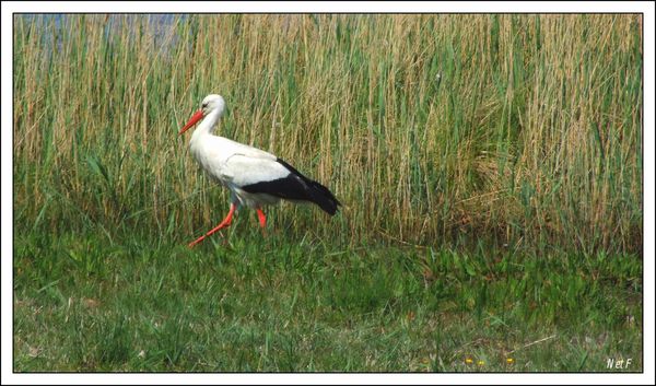 cigogne-1.jpg