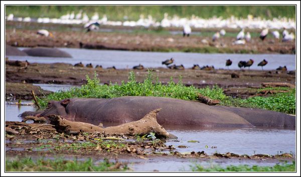 hippopotame du parc Manyara