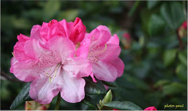 rododendron_rose.jpg