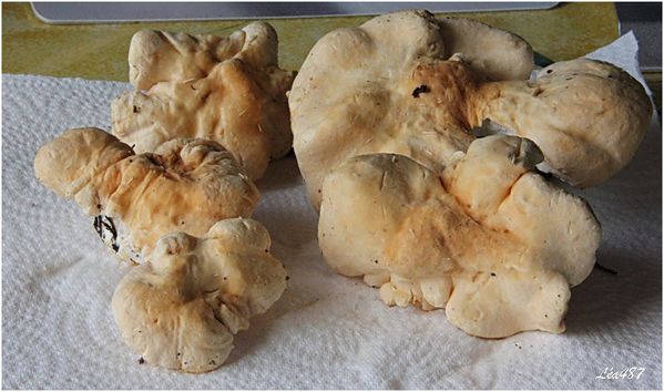 Champignons-0029-Pieds-de-mouton.jpg