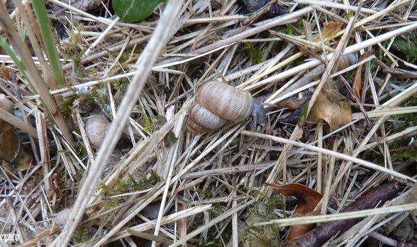1--juin-2011--lezard-escargots-009-a.jpg