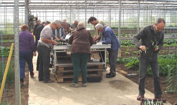 repiquage tomate 2014r1500