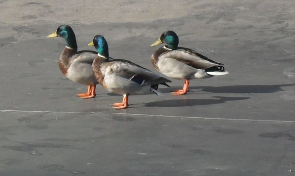 symetrie-de-canards.jpg