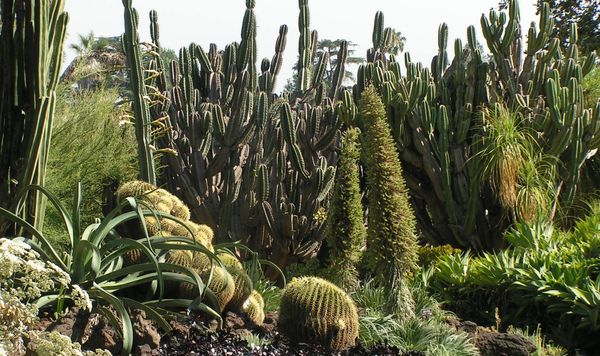 huntington-cactus1.jpg