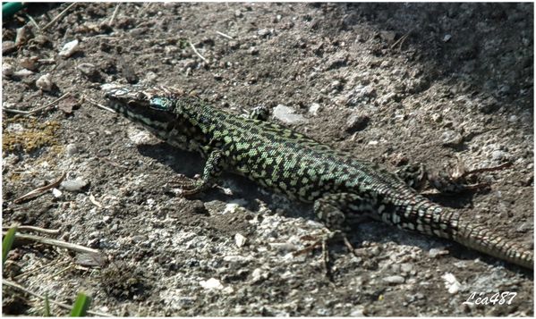 DSCF2486-Lezard-mue.jpg