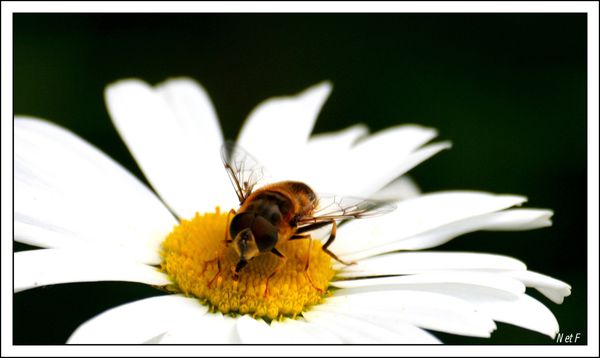 macro-photo-1974.JPG