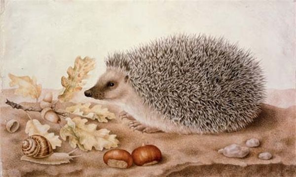 Herisson-giovanna-garzoni.jpg