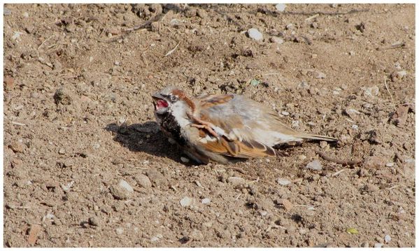moineau 110304 C 010 (3)
