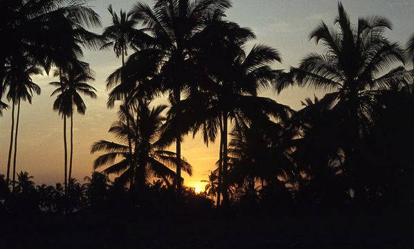 Zanzibar coucher du soliel-1