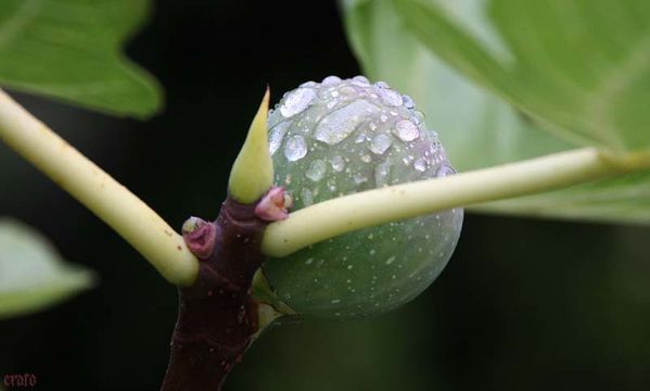 figues-013.jpg