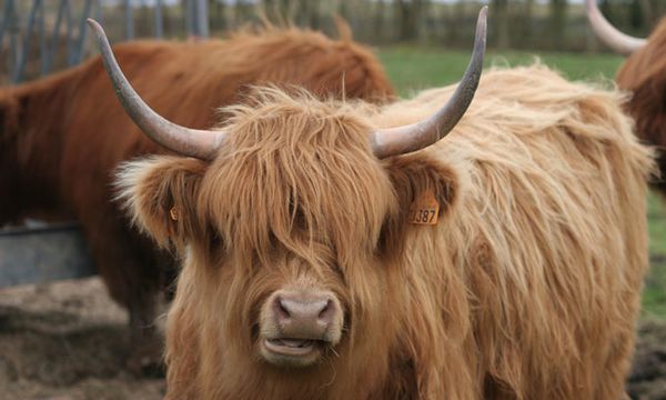 Io vache highland 1