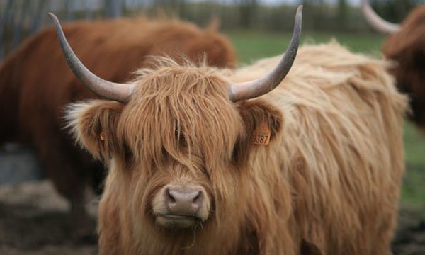 Io vache highland 2
