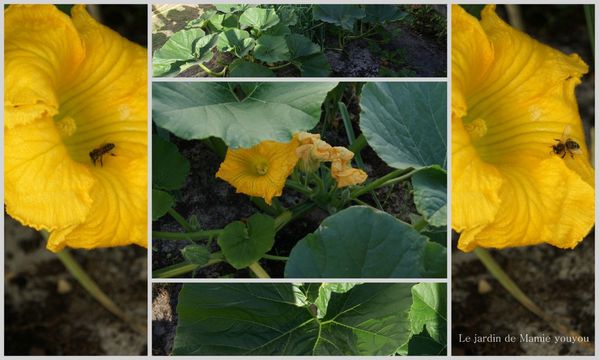 2012-08-31 citrouille