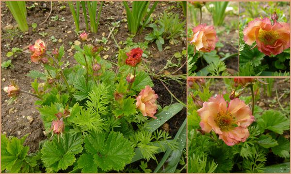 geum mai tai