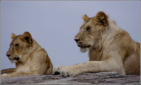 lionnes dans le Serengeti