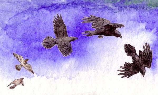 Grand-corbeau-et-faucons-crecerelle-blog.jpg