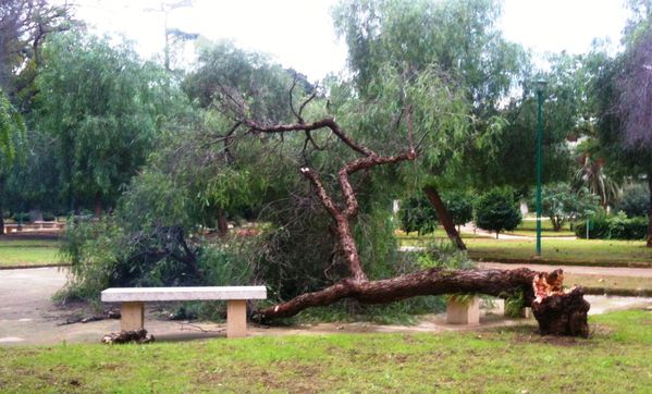 Diario-fotografico - Villa Sperlinga (Palermo). L'albero di Falso pepe caduto - Foto di Maurizio Crispi