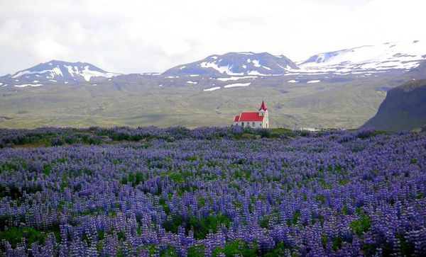 Lupins à Rif