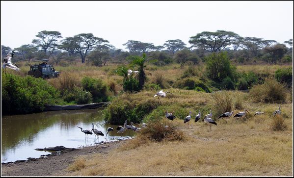 cigognes du serengeti