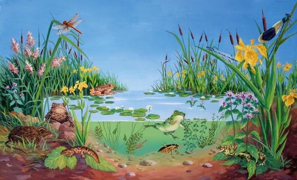 Résultat de recherche d'images pour "faune et flore des milieux aquatiquers""