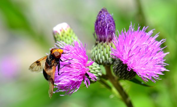 N-7-0999-parc-des-ecrins-.-macro-sans-recadrage.jpg