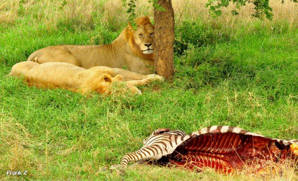 Lions-Zebre@Serengeti