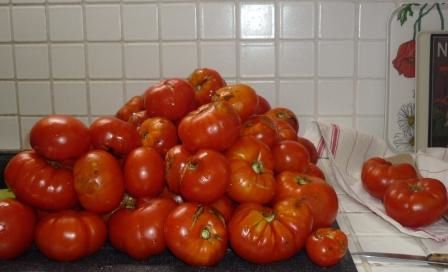 Tomates 05.09.10. (2)