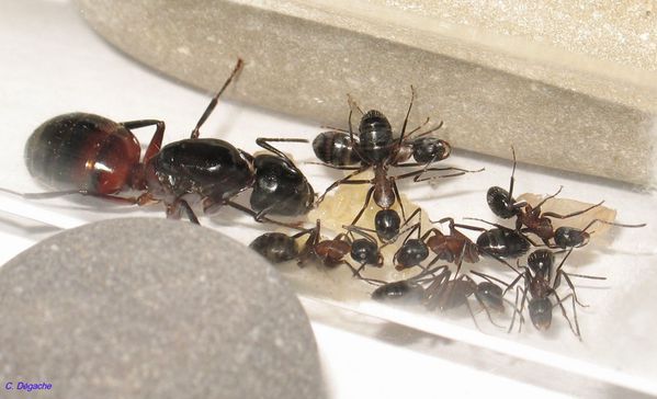 Colonie Camponotus ligniperdus