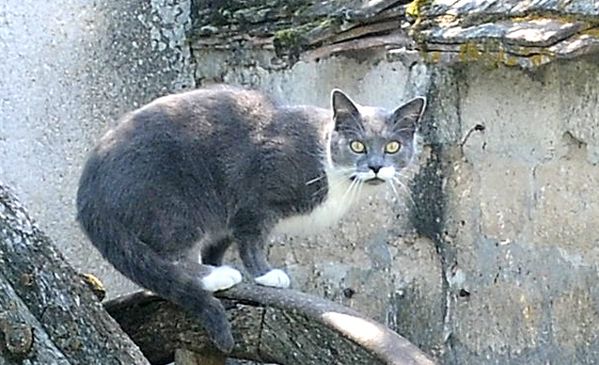 AMBONNAY, la charette et le chat- ( Didier Simonnet )