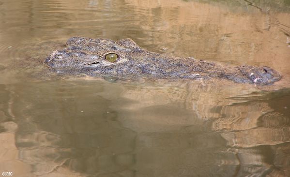 11-mai-2011---La-ferme-aux-crocodiles---suite--214-a.jpg