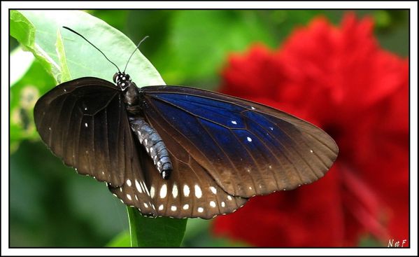 Papillon-bleu.jpg