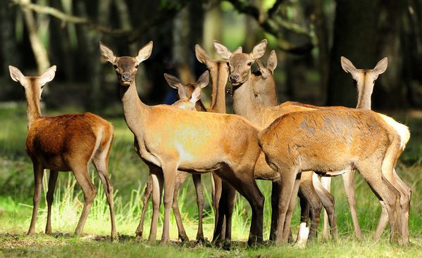 rambouillet 200-400 mm