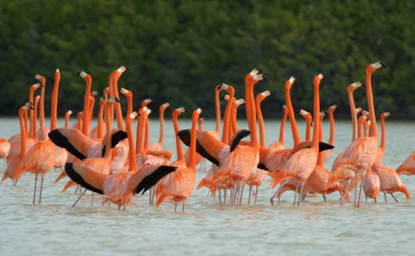 flamant.rose.yali.4g.jpg