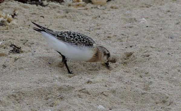 B Sanderling