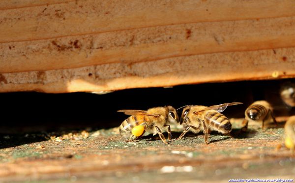Communication des abeilles entre-elles
