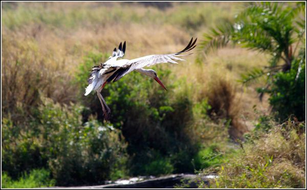 cigogne du serengeti