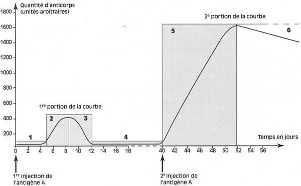 memoire-immunitaire.jpg