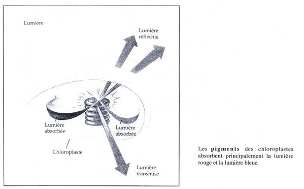 pigment des chloroplastes absorbent lumiere-copie-1