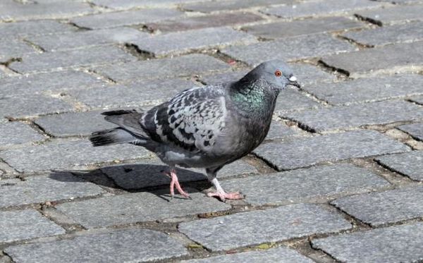 pigeon-1-copie-1.jpg