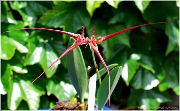 Bulbophyllum wendlandianum