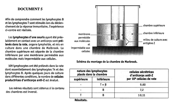 la rencontre entre les lymphocytes et les bactéries