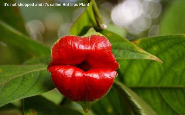 hot-lips.jpg