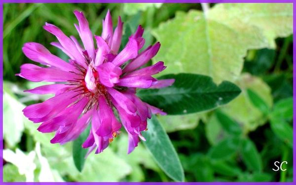 fleurs violet-rose-17