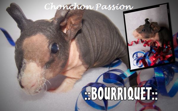 bourriquet-blog-copie-1.jpg