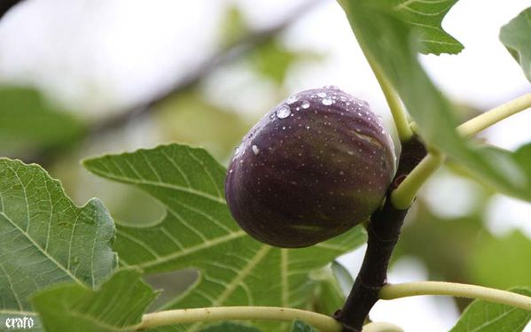 figues-009.jpg