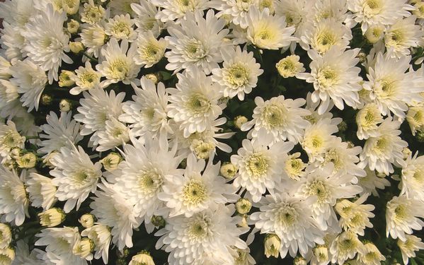 Chrysantheme-2.jpg