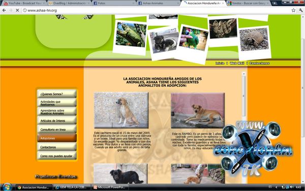 ASHAA-Asociacion-Hondurarena-Amigos-de-los-Animales-Conexi.jpg